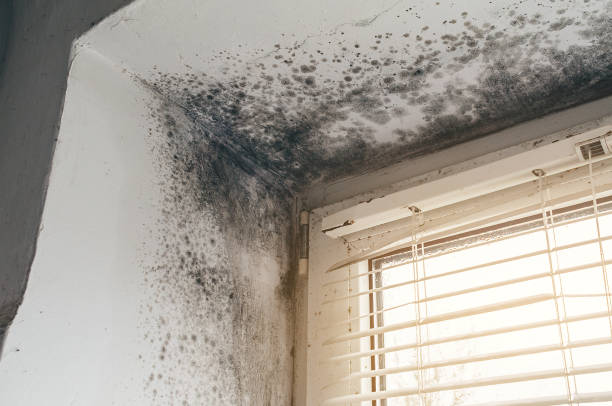 Affordable Basement Mold Removal solutions in Meyersdale, PA