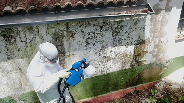Top rated local Basement Mold Removal specialists in Meyersdale, PA